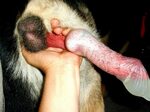 Female dog cumming ♥ What's your fetish, /b/, and why? Feman